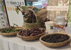 Giá cà phê hôm nay 26-6: Robusta tăng 3 phiên liền, cà phê Việt mở rộng thị phần tại Mỹ