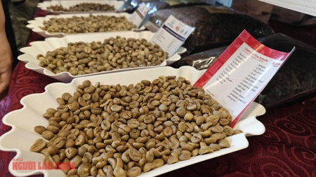 Giá cà phê hôm nay, 27-6: Robusta giao ngay vẫn "nóng"