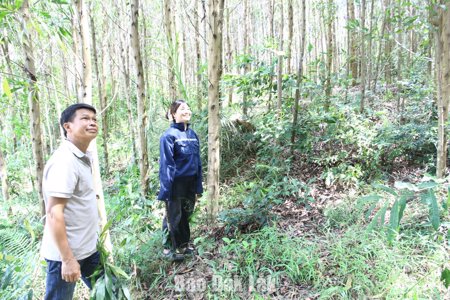 Kinh tế rừng mở lối thoát nghèo ở Ea Trang
