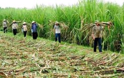 Gia hạn nộp thuế GTGT, TNDN, TNCN và tiền thuê đất