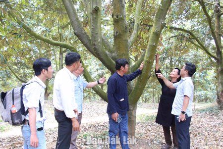 Nông dân Krông Nô ứng dụng Nextfarm trong quản lý sản xuất sầu riêng