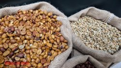 Giá cà phê hôm nay 3-6: Robusta tăng trở lại