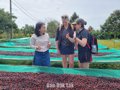 Buôn Ma Thuột - Nơi định vị hạt Robusta ngon nhất thế giới