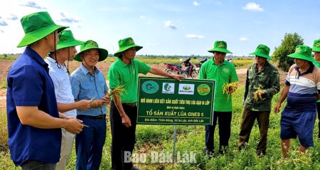 Nông dân vùng biên xây dựng chuỗi liên kết lúa gạo