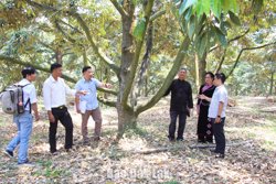 Hỗ trợ đưa sầu riêng Krông Nô lên sàn thương mại điện tử