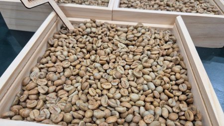 Giá cà phê hôm nay 4-6: Giảm rất mạnh; người Mỹ uống cà phê nhiều đến bất ngờ