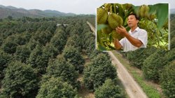 Nỗi sầu dai dẳng của ngành hàng sầu riêng