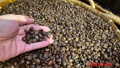 Giá cà phê hôm nay 6-6: Brazil được mùa cà phê kỷ lục nhưng Robusta ít đi
