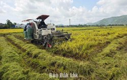 Trồng lúa chất lượng cao, được hỗ trợ tới 3 triệu đồng/ha/năm
