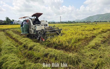 Trồng lúa chất lượng cao, được hỗ trợ tới 3 triệu đồng/ha/năm