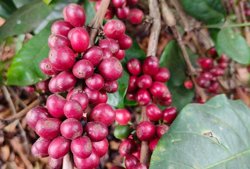 Giá cà phê hôm nay, 9-6: Robusta hồi phục, Arabica chưa tìm thấy đáy