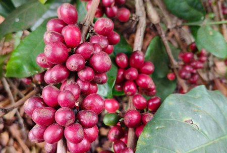 Giá cà phê hôm nay, 9-6: Robusta hồi phục, Arabica chưa tìm thấy đáy