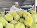 Xuất khẩu rau quả tiếp tục bứt phá