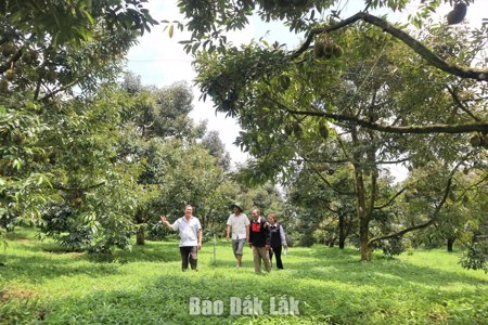 Gieo “hạt giống số” trên vườn sầu riêng Krông Nô