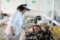 Biến chứng nguy hiểm từ việc đắp lá cây, hoa đu đủ chữa ung thư vú