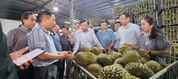 Ngành sầu riêng nỗ lực nâng sức cạnh tranh