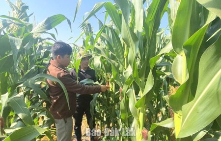 Vân Hòa phấn đấu đạt chuẩn nông thôn mới vào năm 2030