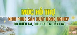  Mức hỗ trợ khôi phục sản xuất nông nghiệp do thiên tai, dịch hại tại Đắk Lắk