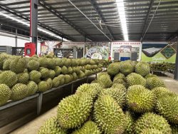 Đơn giản hóa cấp mã số vùng trồng: Tạo thuận lợi cho xuất khẩu nông sản