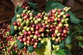 Giá cà phê hôm nay 20/7/2026: Ba địa phương chạm 98.000 đồng/kg, Brazil lo hụt 20% sản lượng