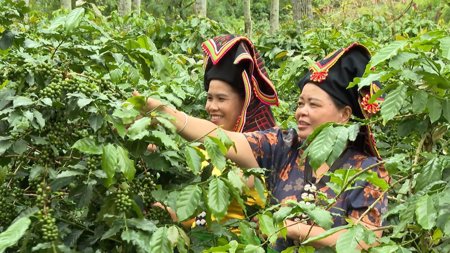 Phát triển nông nghiệp xanh, đưa cà phê Arabica thành ngành hàng chủ lực