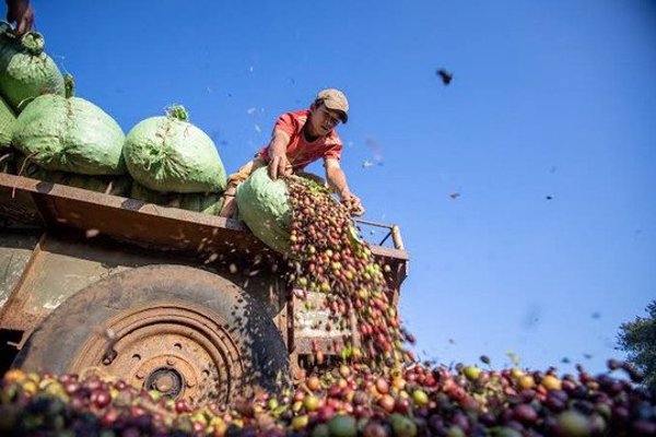 Giá cà phê hôm nay 22/7/2026: Tây Nguyên giảm tới 1.900 đồng, robusta mất 1,7%