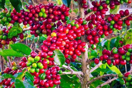 Giá cà phê hôm nay 24/7/2026: Tây Nguyên giảm tiếp gần 2.000 đ/kg, robusta mất 91 USD/tấn