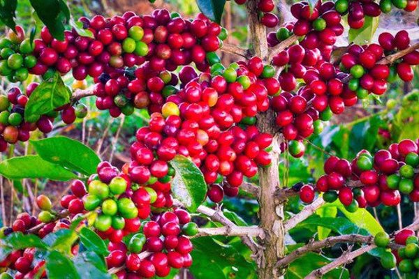 Giá cà phê hôm nay 24/7/2026: Tây Nguyên giảm tiếp gần 2.000 đ/kg, robusta mất 91 USD/tấn