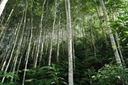 “Mỏ vàng” tín chỉ carbon chờ khai mở