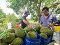 Ngành rau quả: Hiện thực hóa mục tiêu xuất khẩu 10 tỷ USD