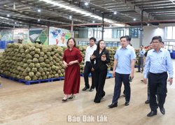 Chủ tịch UBND tỉnh Đắk Lắk Đỗ Hữu Huy: Tạo điều kiện thuận lợi cho hoạt động xuất khẩu sầu riêng