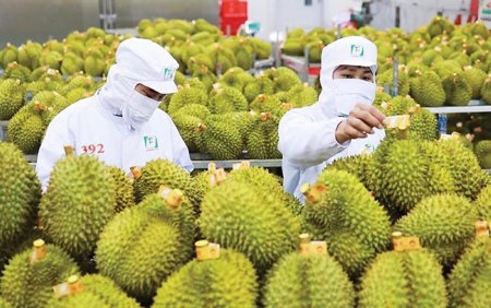 Ấn Độ chính thức mở cửa thị trường đối với sầu riêng tươi của Việt Nam