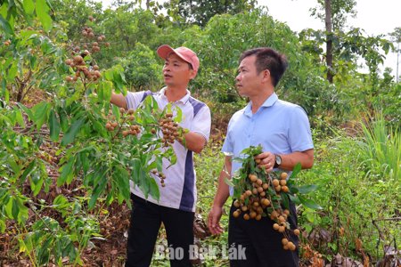 Trồng nhãn - hướng phát triển kinh tế bền vững ở Ea Wer