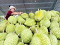 Doanh nghiệp xuất khẩu trái cây giảm áp lực về thời gian