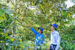 Ban Thường vụ Tỉnh ủy Đắk Lắk yêu cầu siết chặt quản lý chuỗi ngành hàng sầu riêng xuất khẩu