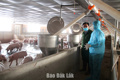Đắk Lắk quy định mật độ chăn nuôi đến năm 2030 tối đa 1,5 đơn vị vật nuôi/ha