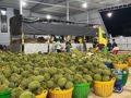 Gỡ điểm nghẽn để xuất khẩu nông, lâm, thủy sản về đích