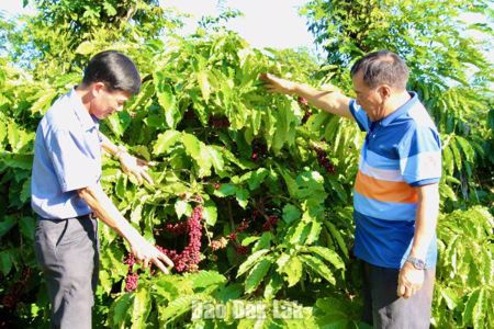 Trên 15.500 hộ nông dân liên kết sản xuất theo chuỗi giá trị