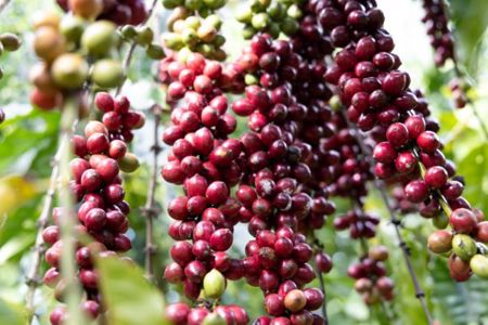 Tăng giá trị, tạo sức bật cho cà phê Việt