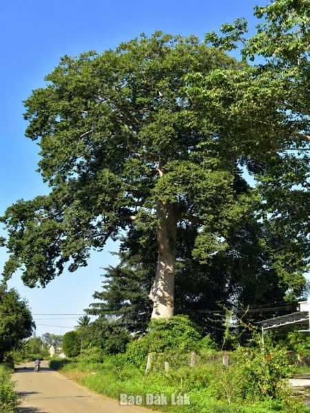 Gìn giữ, phát huy giá trị cây di sản ở Vân Hòa