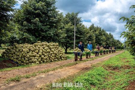 Lễ hội Sầu riêng Đắk Lắk năm 2026: Khởi đầu hành trình kết nối vươn xa