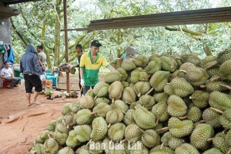 Lên Đắk Lắk “săn” sầu riêng mùa lễ hội