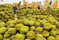 Xuất khẩu sầu riêng: Đứng trước cơ hội bứt phá