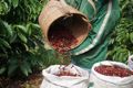Giá cà phê hôm nay 19/8/2026: Đồng loạt tăng 1.500 đồng/kg, cao nhất 98.500 đồng/kg