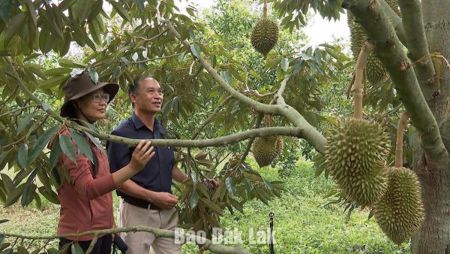 Nông dân Sơn Thành chú trọng chuyển đổi cây trồng