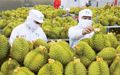 Truy xuất nguồn gốc nông sản: 158.234 sản phẩm đã được kết nối dữ liệu