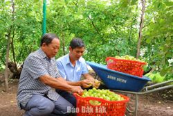 Thông tin “mở đường” cho nông dân Ea Wer làm giàu