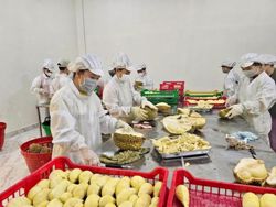 Nâng chất, nâng giá trị trái sầu riêng