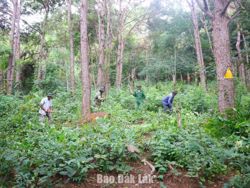 Những người “gác rừng” của buôn làng