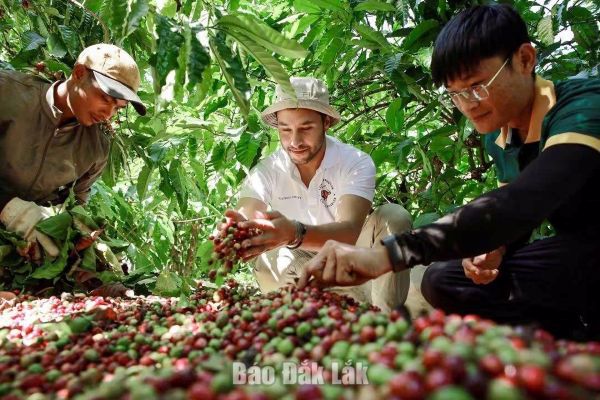 Nâng cao vị thế nông sản Đắk Lắk